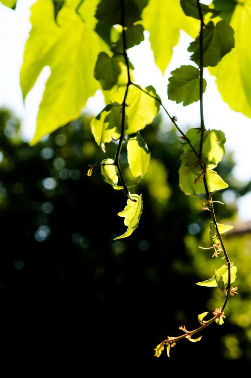 Green Vines Hanging In The Sun
