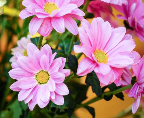 Pink Flowers With Yellow Centres