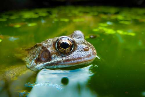 Frog With Huge Eyes In Water
