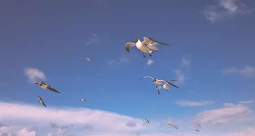 Sea Birds FLying Through The Sky