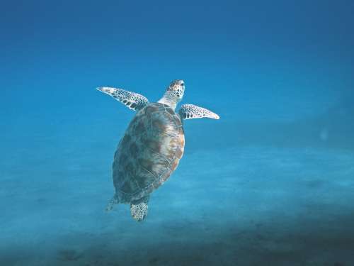 Turtle Swimming To The Surface