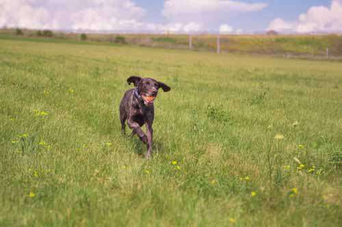Dog Running in filed With Ball