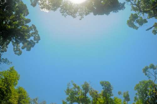 Trees Bordering A Clear Blue Sky