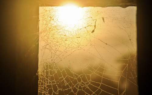 Sunrise Through A Spider Web With Morning Dew