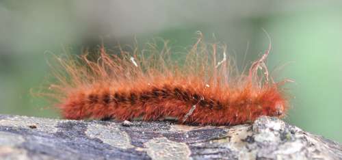 Orange Hairy Caterpillar