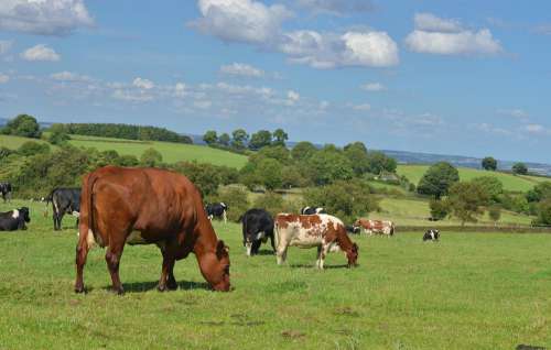 Group Of Cows Grazing In A Sunny Feild
