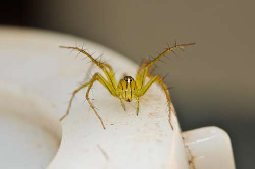 Close-Up On Cute Bright Yellow Spider