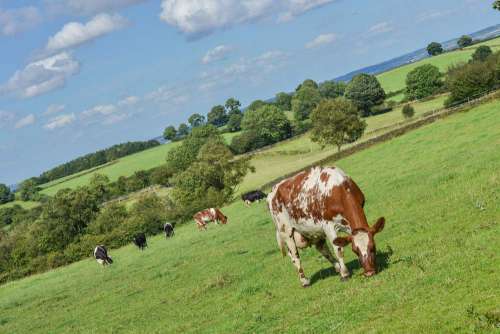 Brown Cow Grazing In A Sunny Field