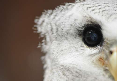 Beautiful White Owl Close-Up
