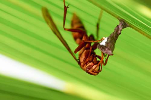 Hornet Wasp Making Nest Under Green Leaf