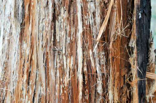 Close Up Of Pealing Brown Tree Bark