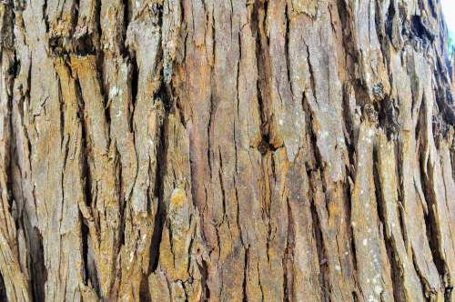 Close Up Of Brown Tree Bark With Yellow Details