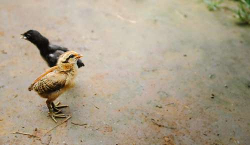 Cute chick standing min mud