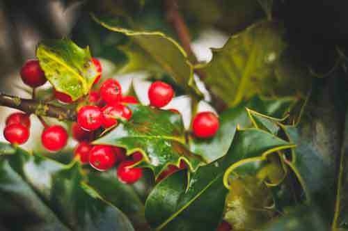 Holly Bush With Red Berries