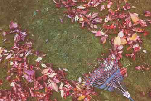 Rake Clearing Fallen Autumn Leaves
