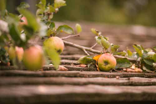 Ripe Apple On Rooftop During Autumn Harvest