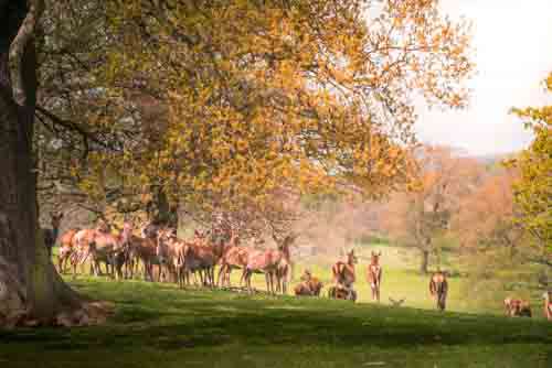 Wild Raindeer In Country Park In Autumn