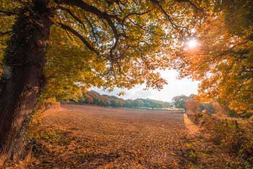 Sunrise Over Autumn Harvest Field With Fall Trees