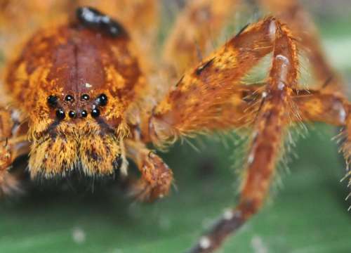 Macro Close Up Of Hairy Orange Spider Eyes