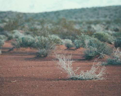 Red Desert Sand With Bushes
