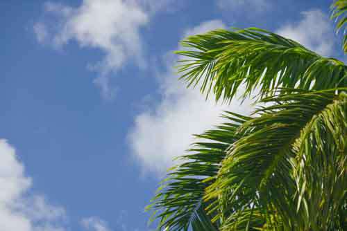 Green Palm Leaves In A Blue Sky
