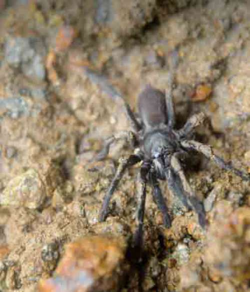 Wild Tarantula Spider In Brown Mud
