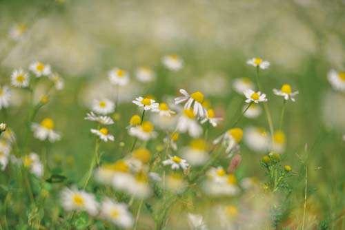Pretty Daisy In Field Of Blurred Flowers