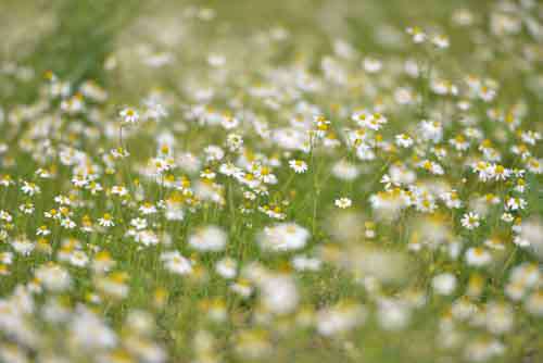 Lots Of Wild Daisies in A field With Narrow Focus