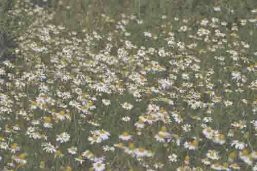Lots Of Wild Daisies in A field With Narrow Focus Retro Color Grade