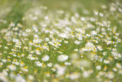 Lots Of Wild Daisies in A field With Shallow Focus