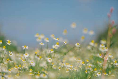 Daisies In Field Of Flowers With Blue Sky