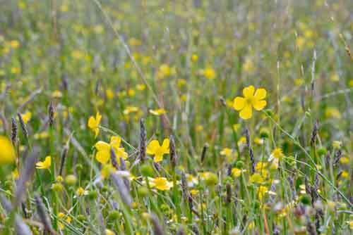 Close Up Of Wild Flowers In Green Field