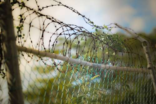 Barbed Wire Fence With Plants