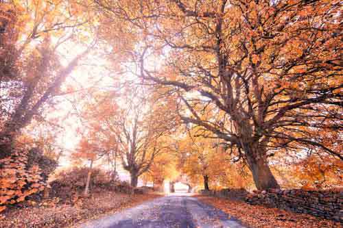 Country Road with Large autumn Trees In Fall