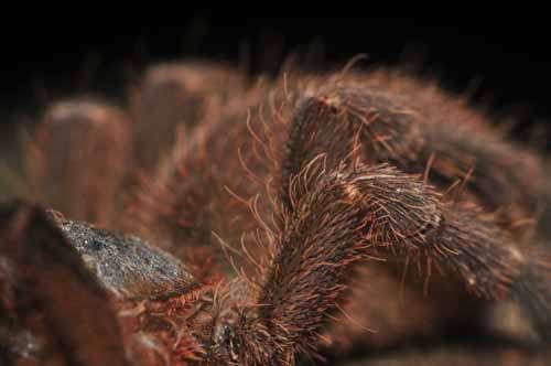 Extreme Close Up Of Spiders Legs With Hair Detail