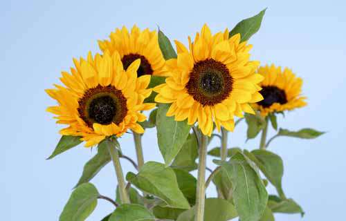 Four Large Sunflowers With Green Leaves And Blue Background