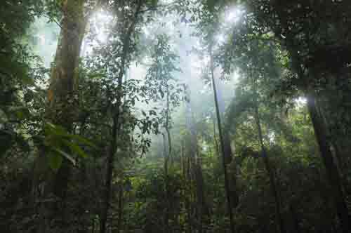 Many Trees In Jungle With Sunlight Shining Through