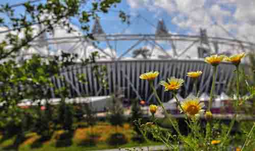 Wild Flowers With Arena Or Olymipic  Stadium In Background
