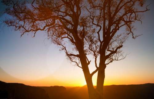 Silhouette Of Tree With Sunset Over Mountains