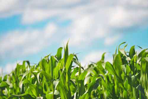 Beautiful Healthy Corn Field With Blue Sky