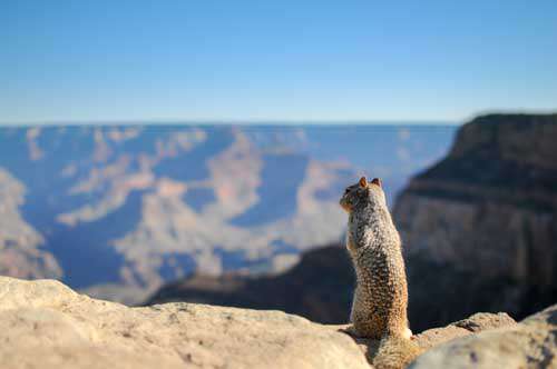 Cute Squirrel Looking At Landscape Of Mountains
