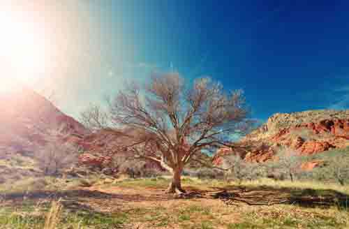 Tree With No Leaves In Desert With Blue Sky And Red Rocks