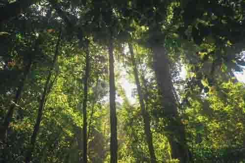 Jungle Trees With Lots Of Green And Bright Sun