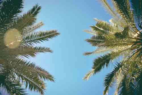 Retro Look At Palm Trees Against Clear Blue Sky