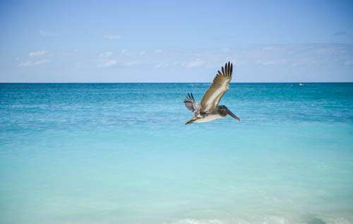 Pelican Flying Over Perfect Blue Ocean