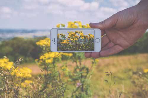 Mans Hand Holding Iphone In Front of Landscape With Flowers