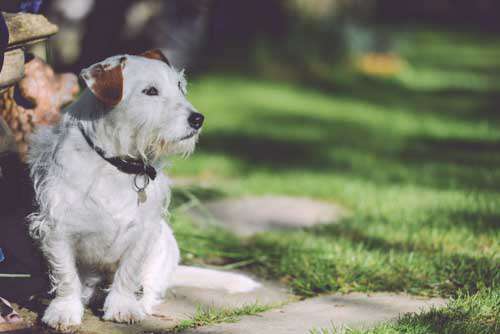 Cute White Dog Sitting In A Garden With Grass