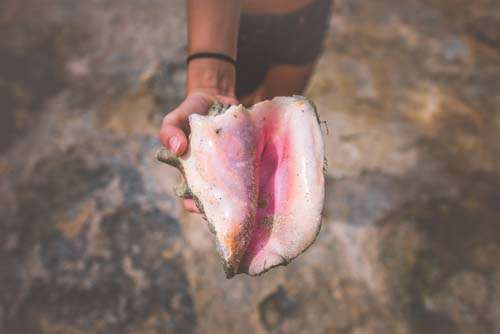 Free Travel images of Girl Holding Large Sea Shell At The Beach