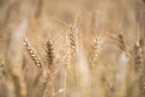 Heads Of Corn / wheat In A Summer Harvest Field