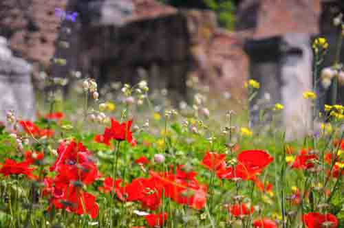 Wild Poppies and Flowers In A Field